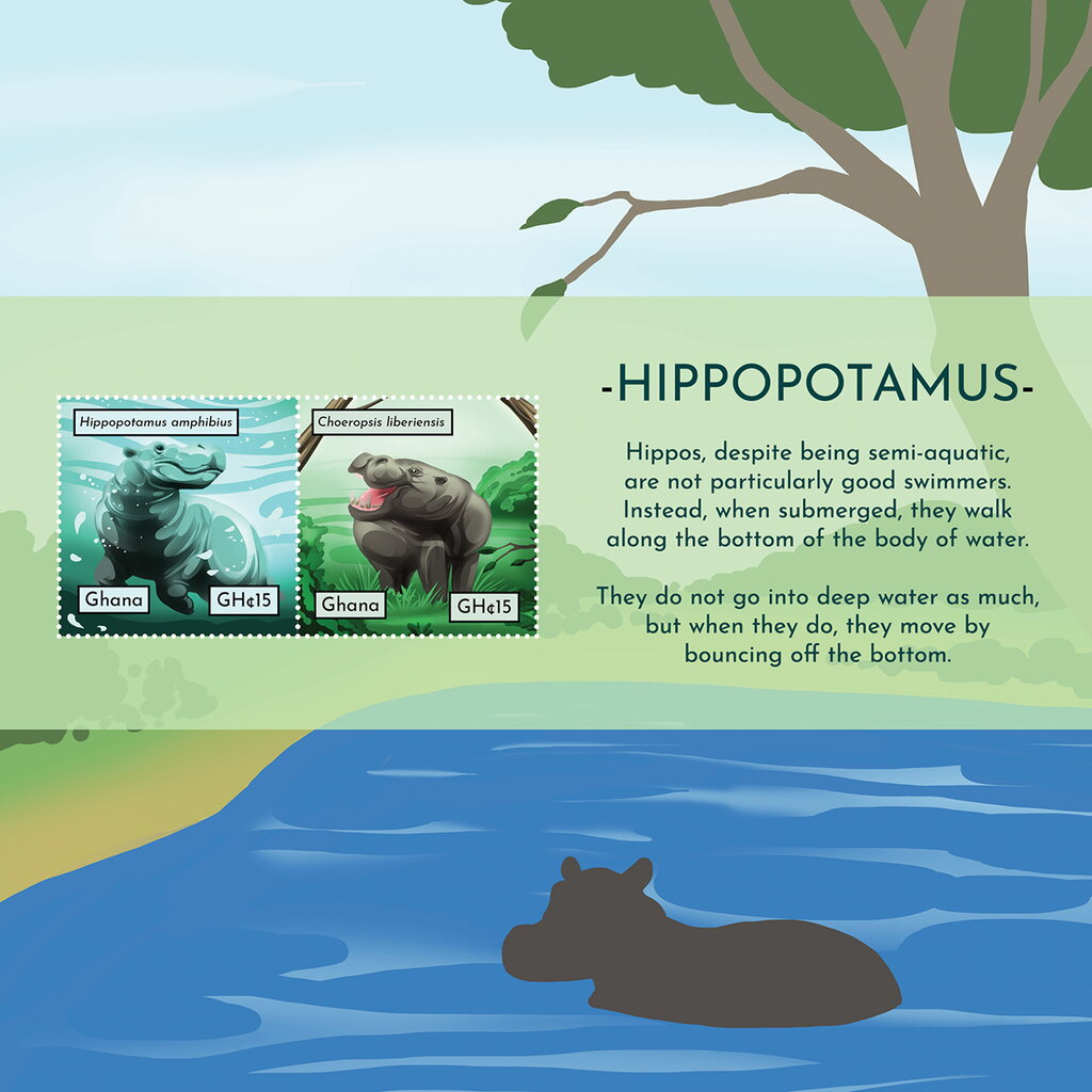 Hippopotamus