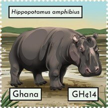Hippopotamus amphibius