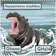 Hippopotamus amphibius