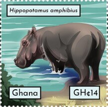 Hippopotamus amphibius