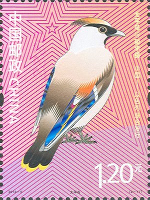 Bohemian Waxwing (Bombycilla garrulus)