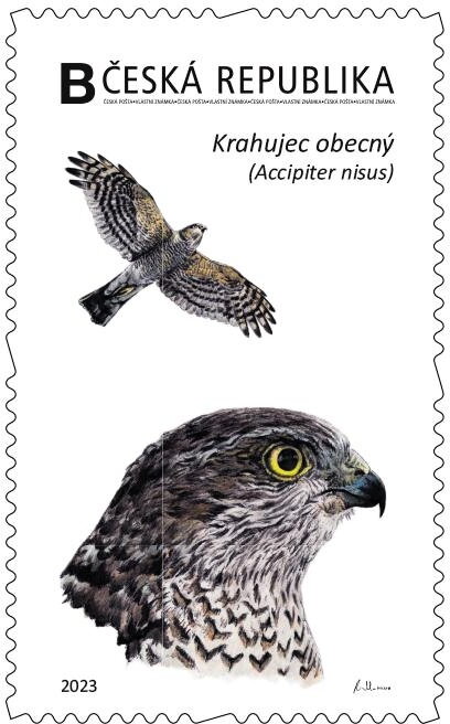 Krahujec obecný