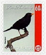 New Zealand Garden Birds - Blackbird