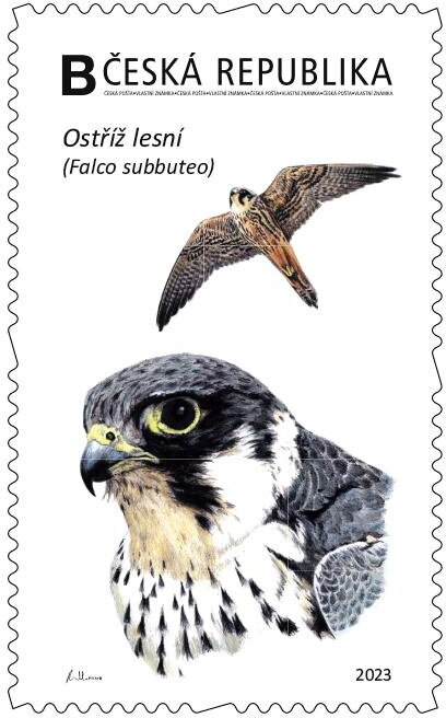 Ostříž lesní