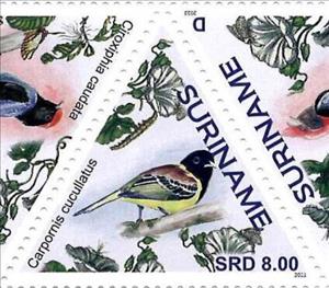 Stamp, Carpornis cucullatus, Suriname,  , Birds