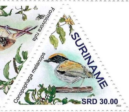 Conopophaga melanops