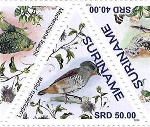 Stamp, Lodopleura pipra, Suriname,  , Birds
