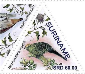Stamp, Mackenziana leachii, Suriname,  , Birds