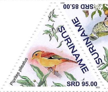 Piprites pileatus