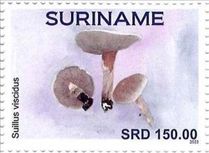 Stamp, Sullus viscidus, Suriname,  , Mushrooms