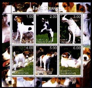 Jack Russels