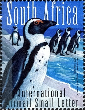African Penguin (Spheniscus demersus)