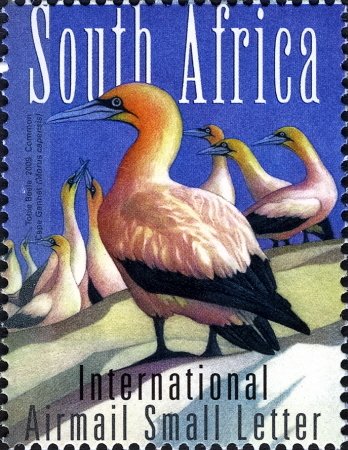 Cape Gannet (Morus capensis) 
