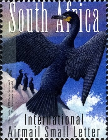 Cape Cormorant (Phalacrocorax capensis)