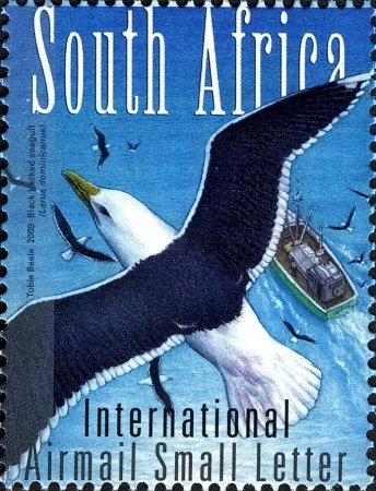 Southern Black-backed Seagull (Larus dominicanus)