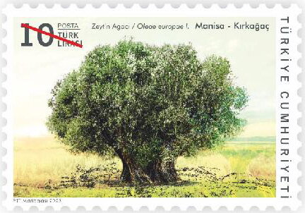 Olive Tree (Olea europaea), Kırkağaç