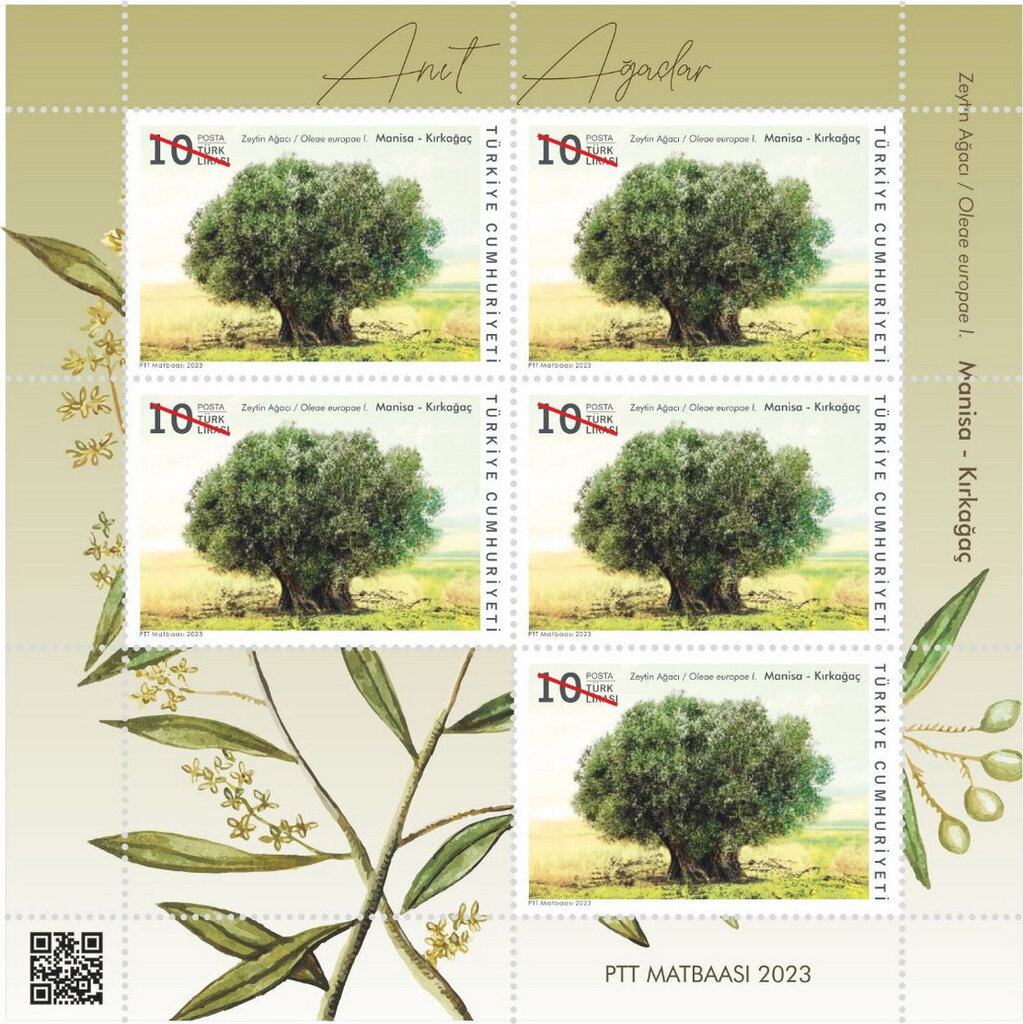 Olive Tree (Olea europaea), Kırkağaç