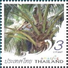 Palm-tree