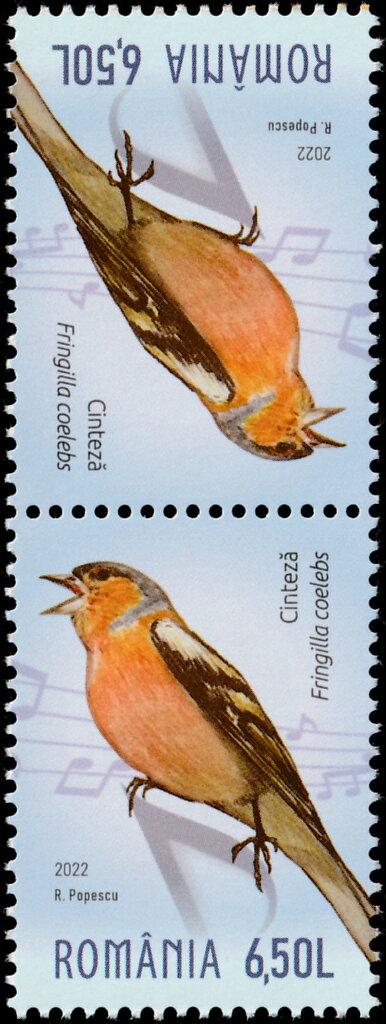 Chaffinch (Fringilla coelebs)
