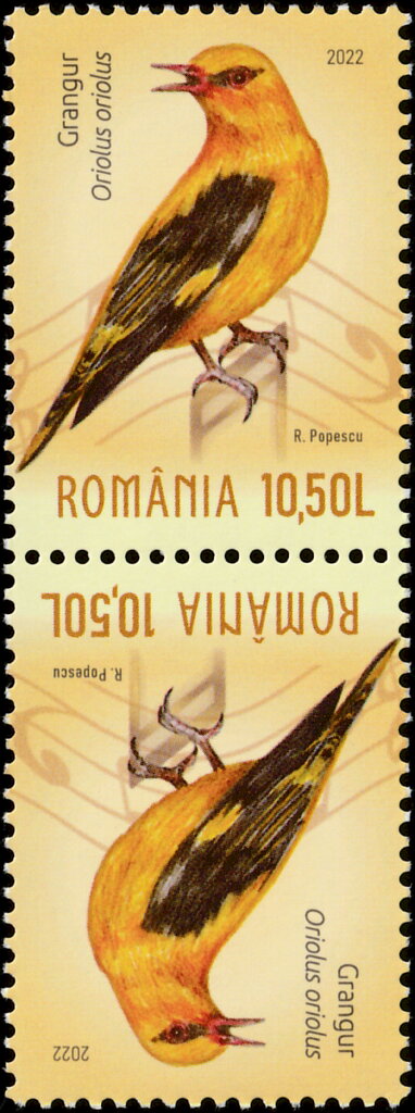 Eurasian Golden Oriole (Oriolus oriolus)