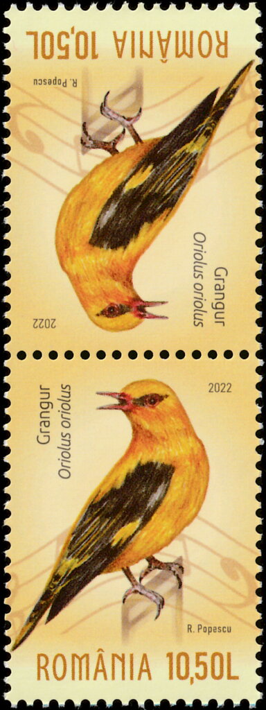 Eurasian Golden Oriole (Oriolus oriolus)