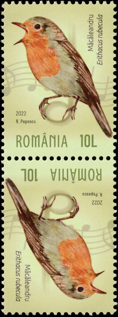 European Robin (Erithacus rubecula)