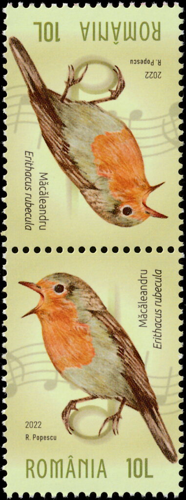 European Robin (Erithacus rubecula)