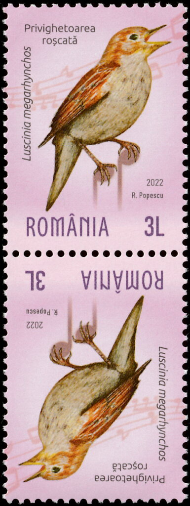 Nightingale (Luscinia megarhynchos)