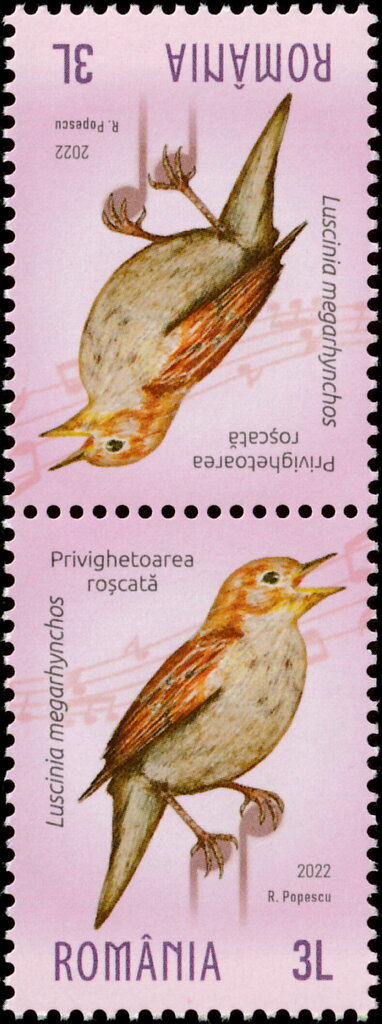 Nightingale (Luscinia megarhynchos)