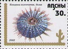 Copiapoa columna-alba
