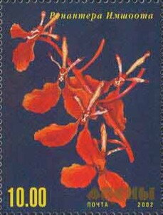 Orchid