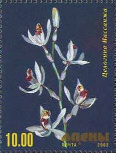 Orchid