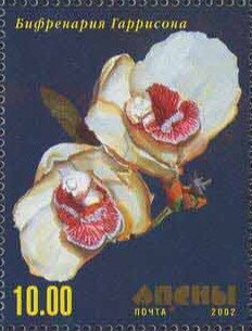 Orchid