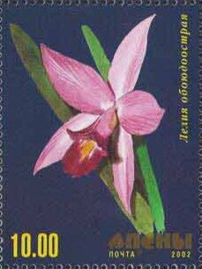 Orchid