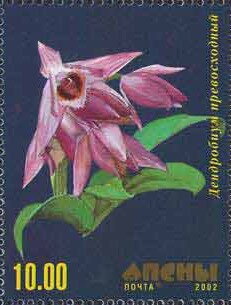 Orchid