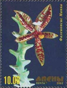Orchid