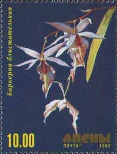 Orchid