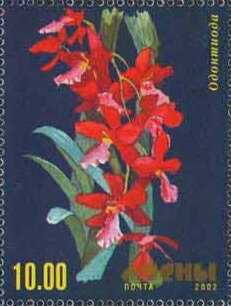 Orchid