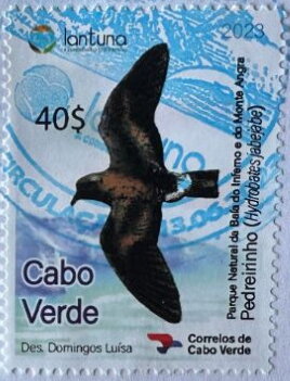Cape Verde Storm Petrel (Hydrobates jabejabe)