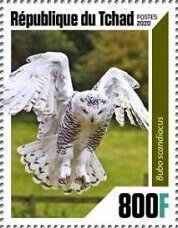 Owls