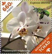 Phalaenopsis schilleriana