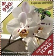 Stamp, Phalaenopsis schilleriana, Chad,  , Flowers, Orchids, Plants (Flora)
