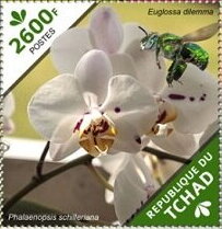 Stamp, Phalaenopsis schilleriana, Chad,  , Flowers, Orchids, Plants (Flora)