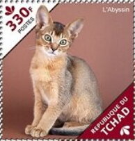 The Abyssinian/The Bengal