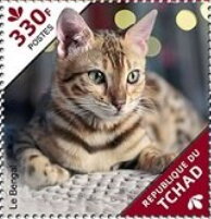 The Abyssinian/The Bengal