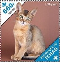 The Abyssinian/The Bengal