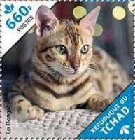 The Abyssinian/The Bengal
