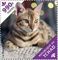 The Abyssinian/The Bengal