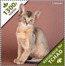 The Abyssinian/The Bengal