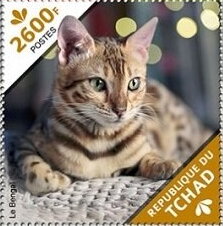 The Abyssinian/The Bengal